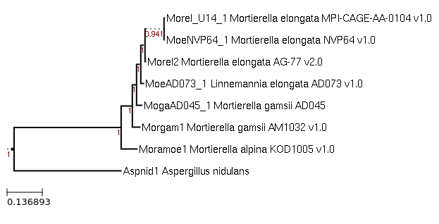 Photo of Linnemannia gamsii AD045