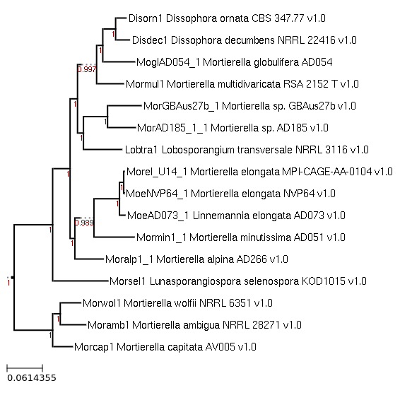 Photo of Mortierella globulifera AD054