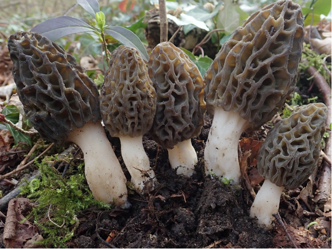 Photo of Morchella deliciosa PhC 191 v1.0