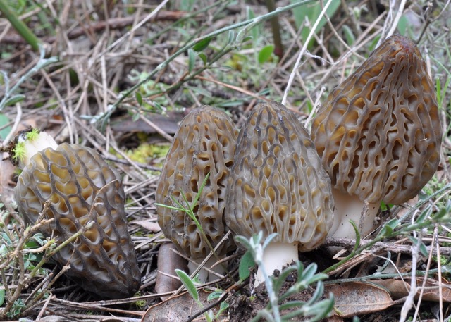 Photo of Morchella dunalii PhC 240 v1.0