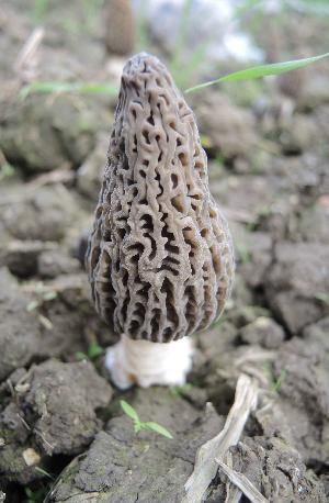 Morchella importuna