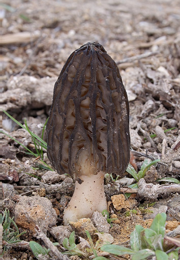 Photo of Morchella populiphila NRRL 22315 v1.0