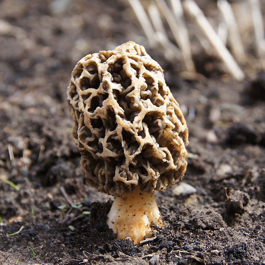 Photo of Morchella sp. Mes-17 NRRL 53840 v1.0