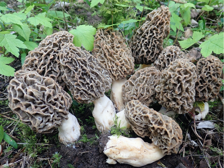 Photo of Morchella vulgaris PhC 271 v2.0