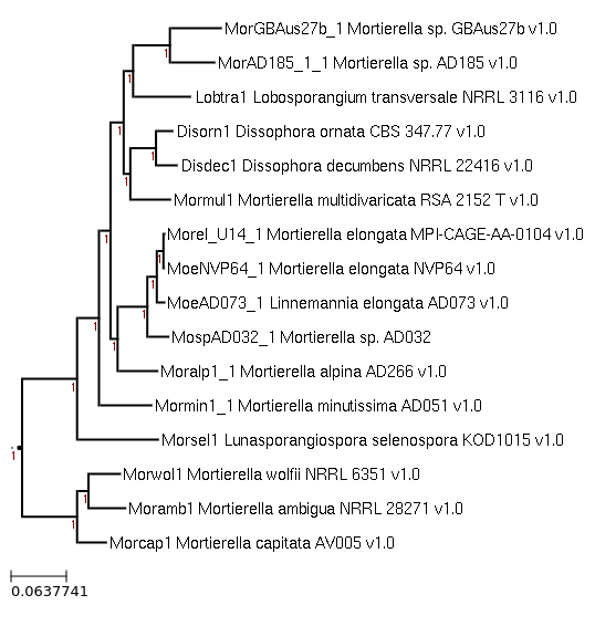 Photo of Mortierella sp. AD032