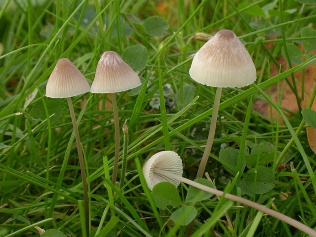 Mycena filopes