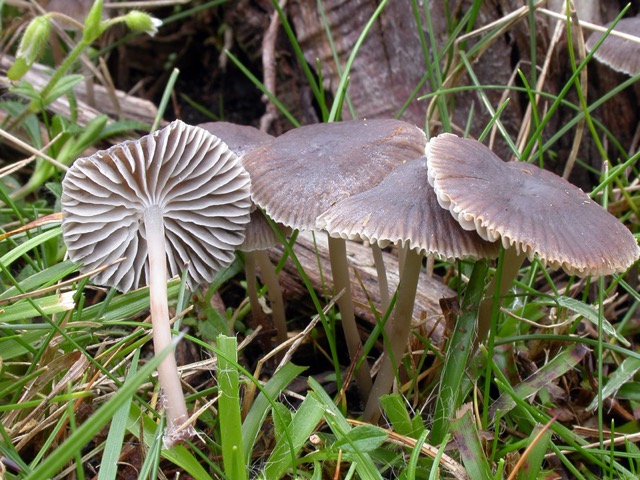 Mycena latifolia