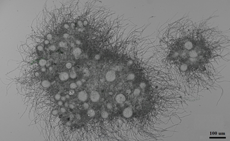 Neocallimastix lanati growing in M2 media using cellobiose as a
carbon source. Image by St. Elmo Wilken.