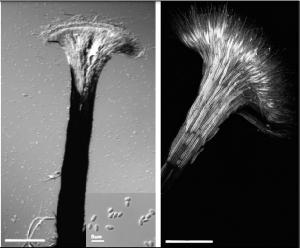 Synemata of Ophiostoma piceae, an aggregation of branched hyphae that produce abundant asexual spores.
