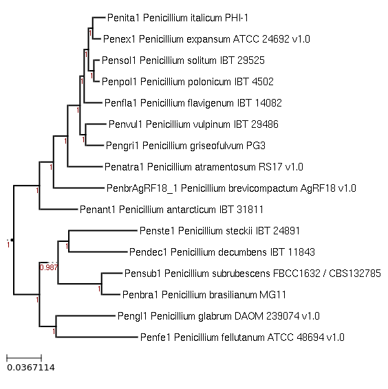 Photo of Penicillium brasilianum MG11