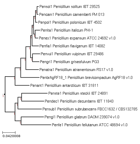 Photo of Penicillium camemberti FM 013