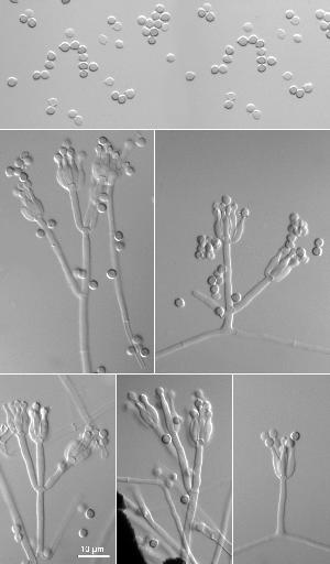 Penicillium janthinellum by Keith Seifert