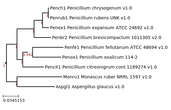 Maximum-Likelihood phylogeny generated by FastTree for Penicillium rubens UNK and related species