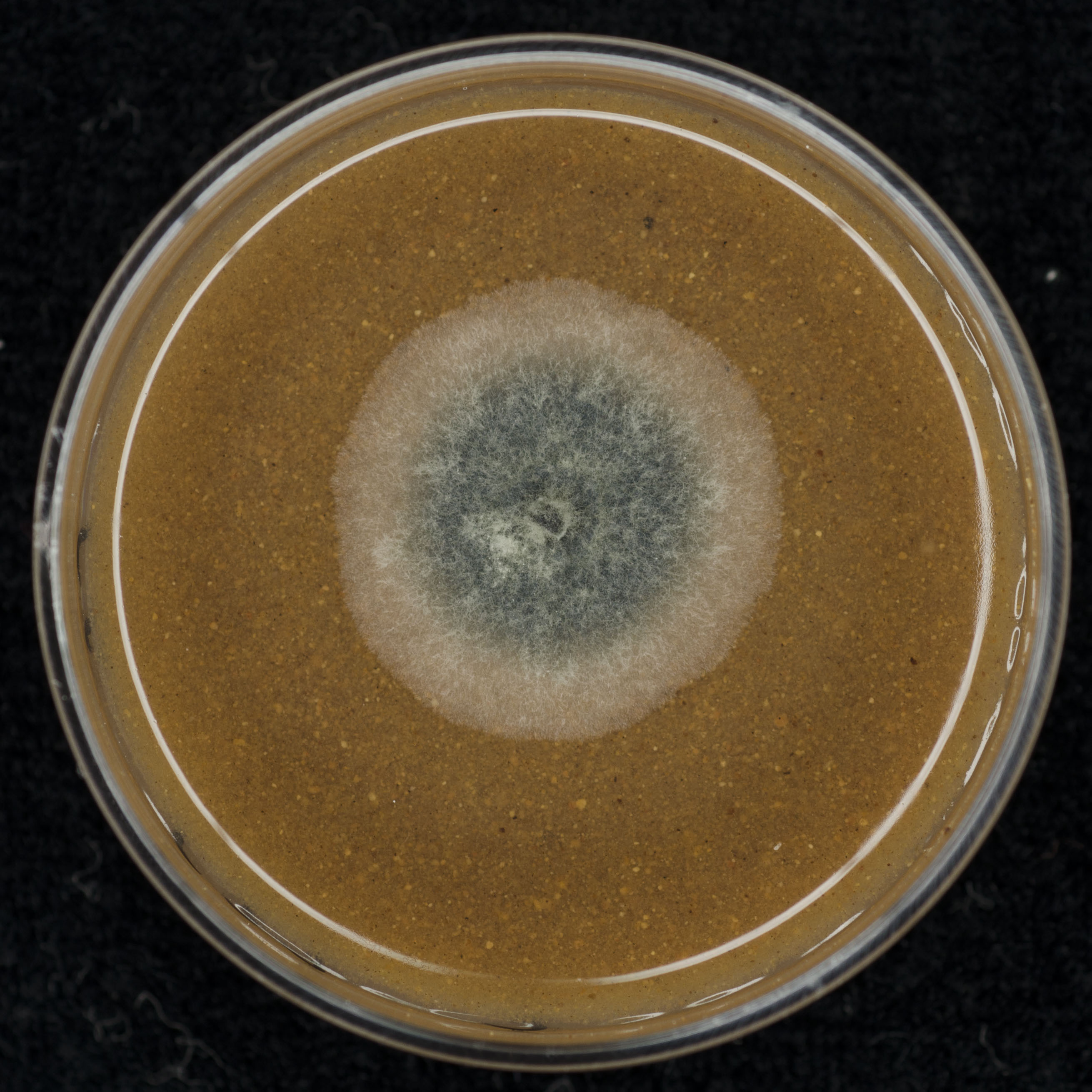 Phyllosticta capitalensis CBS 356.52 growing in the lab.