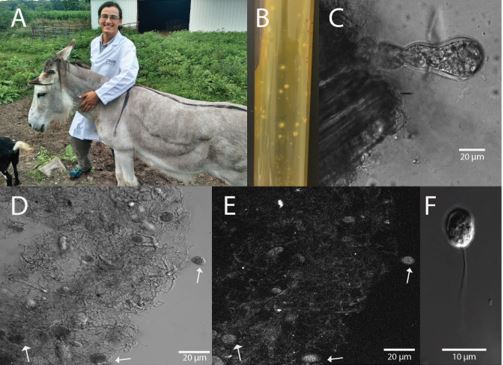 A) Donkey host from which UH3-1was isolated. B) Roll tube used to
isolate individual axenic cultures of UH3-1. C) Individual mature
sporangia on corn stover (left) displaying ovoid structure. D)
Multiple sporangia, demonstrating the predominantly spherical to
ovoid structure; arrows indicate individual sporangia in
rhizomycelial network. E) DAPI stain indicating the monocentric
nature as zoosporatic nuclei are contained with the sporangia. F)
Uniflagellated zoospore of UH3-1 Photo credit: Ethan Hillman,
Purdue University (Adapted from <a
href="https://biotechnologyforbiofuels.biomedcentral.com/articles/10.1186/s13068-018-1292-8">Hooker
et. al., 2018</a>) used under a <a
href="https://creativecommons.org/licenses/by/4.0/">Creative
Commons Attribution 4.0</a> License.