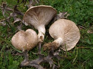 Pleurotus eryngii ATCC 90797 photo by Dr. José María Barrasa (J.M. Barrasa) 