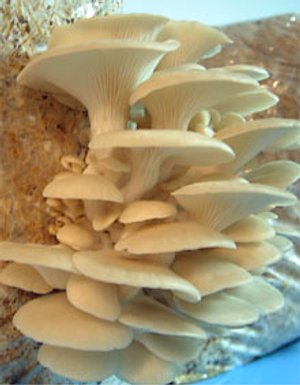 pleurotus.jpg