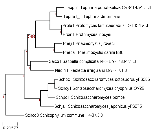 Photo of Pneumocystis carinii B80