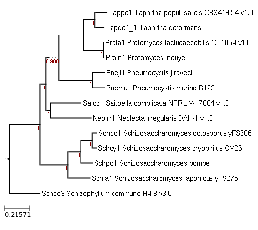 Photo of Pneumocystis murina B123