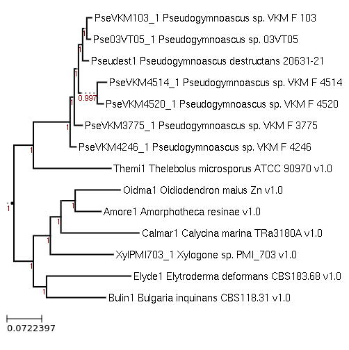 FastTree for Pseudogymnoascus sp. 03VT05