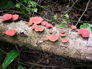 Picture from David Navarro, CIRM-CF, INRA-Aix Marseille University, Biotechnology of Filamentous Fungi, Marseilles, France