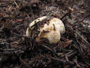 Rhizopogon vinicolor