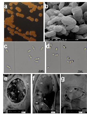 Morphology of R. toruloides