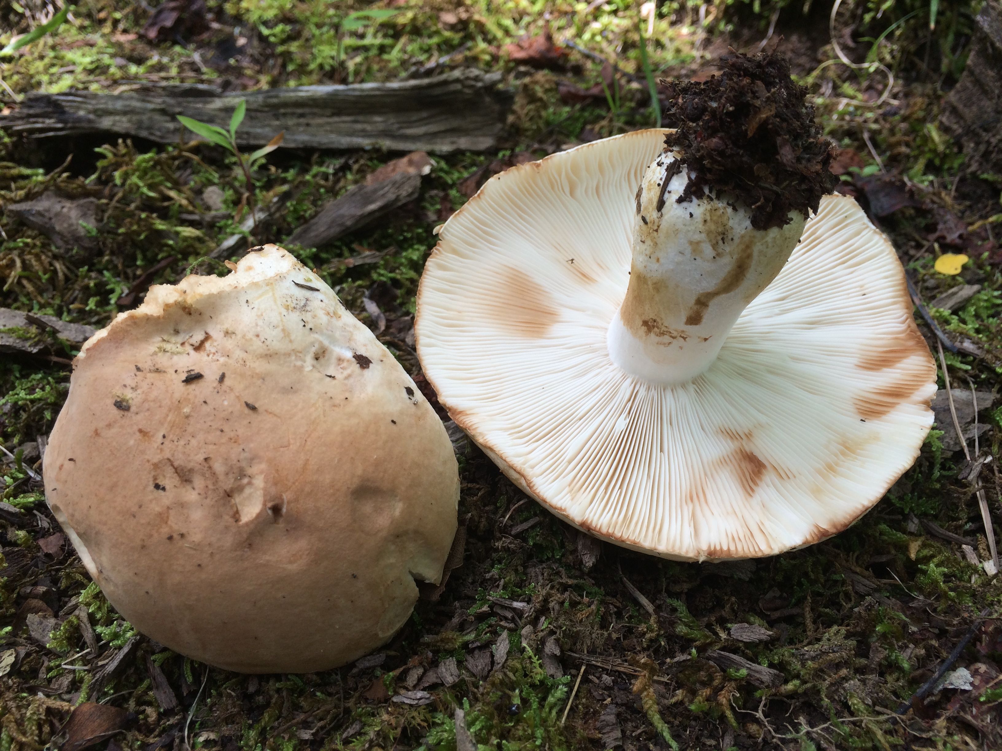 Russula compacta