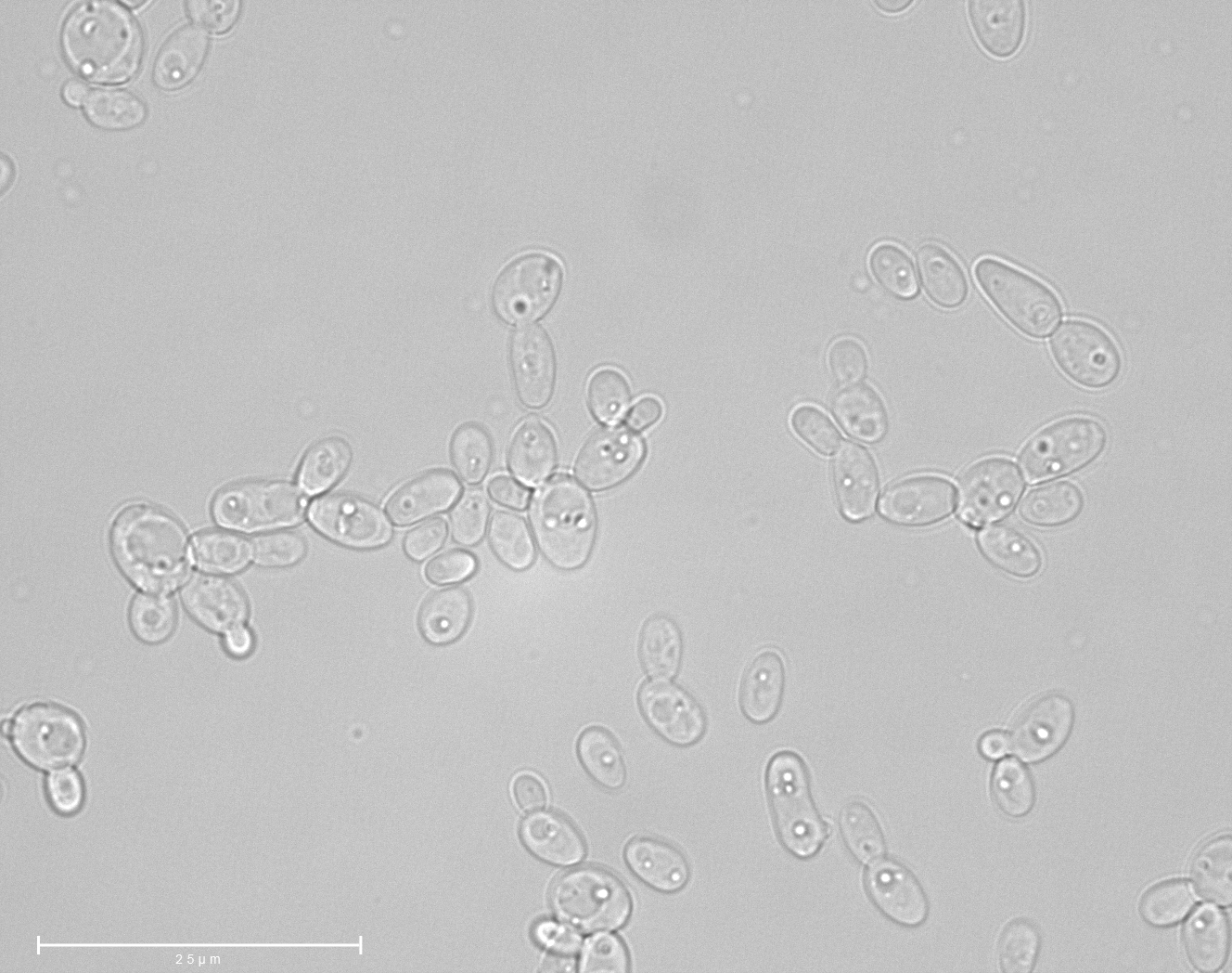 Scheffersomyces insectosa NRRL Y-12854T. Image by Katharina de Oliveira Barros.