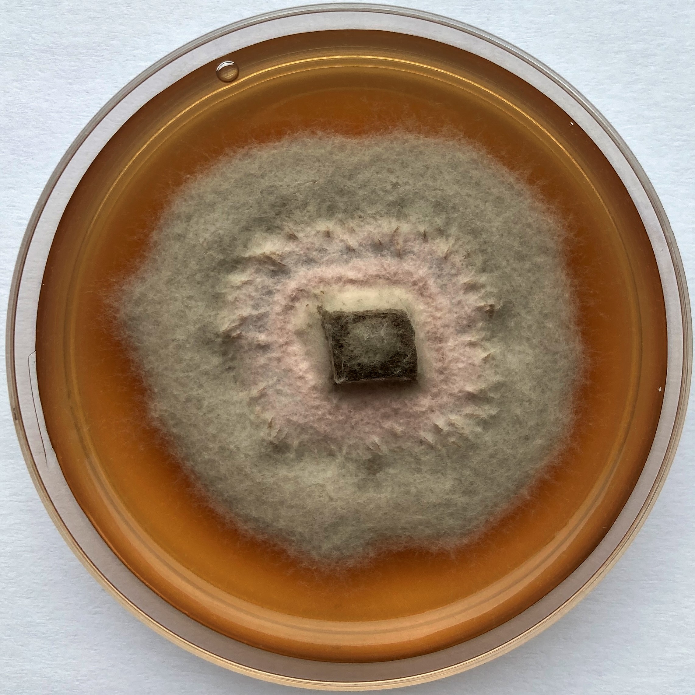 Setophoma terrestris DSE6109 growing in the lab