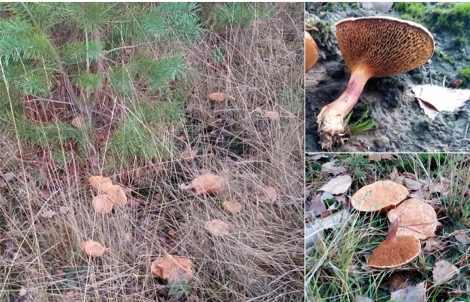 Suillus bovinus