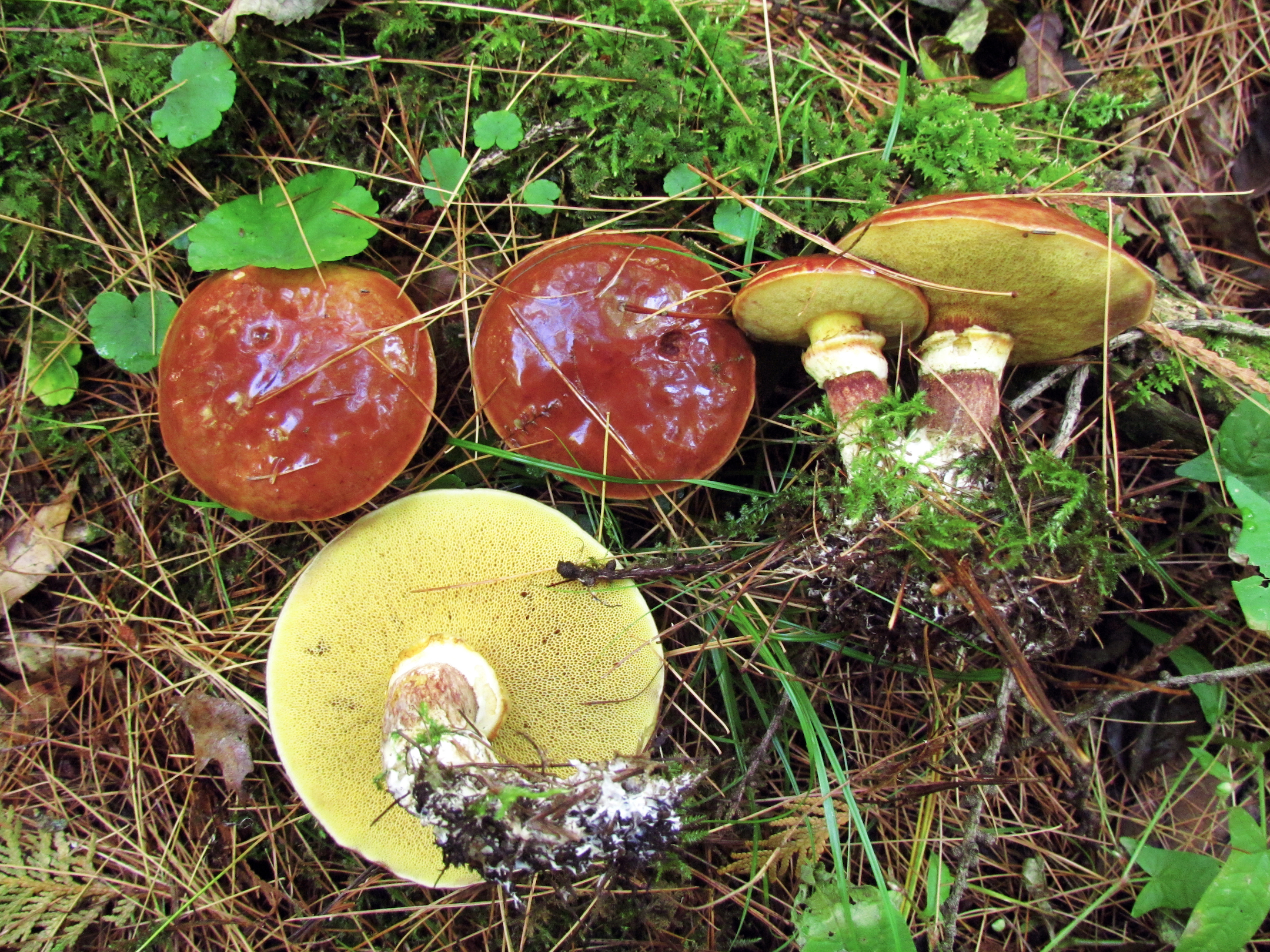 Suillus clintonianus