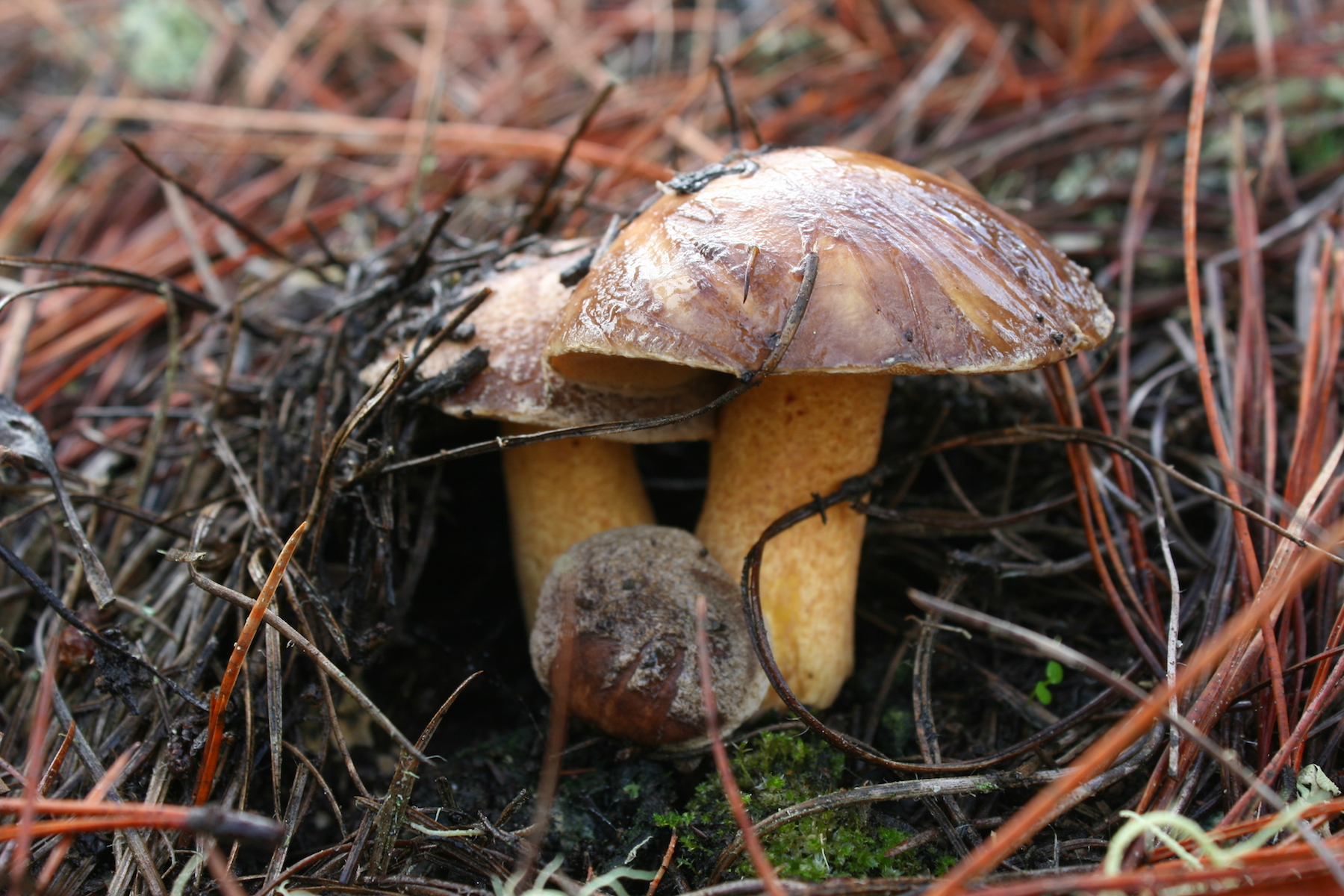 Suillus fuscotomentosus