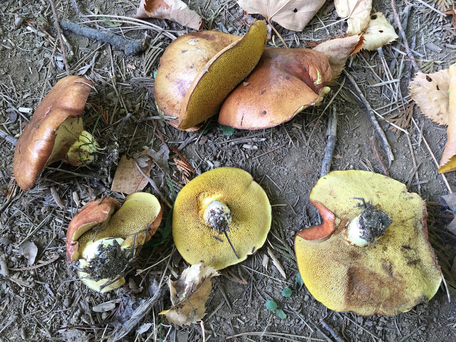 Suillus granulatus