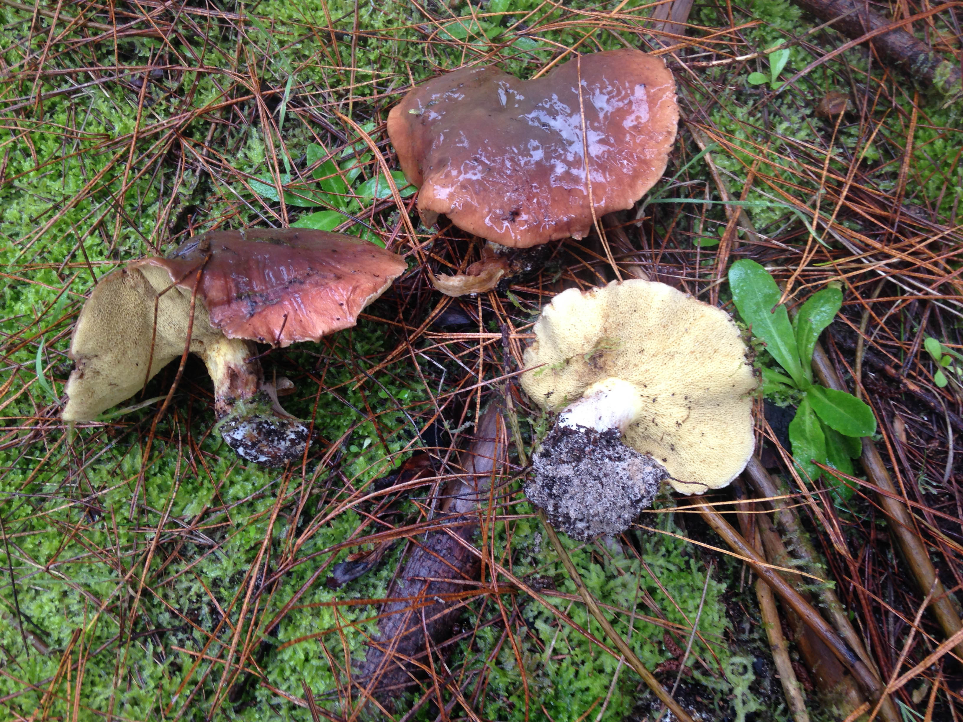 Suillus quiescens AUS222