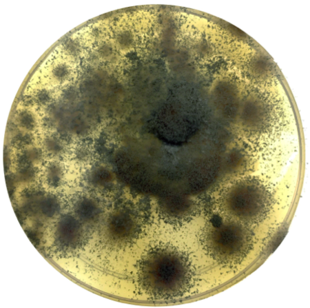 Talaromyces proteolyticus PMI_201 (1113381)