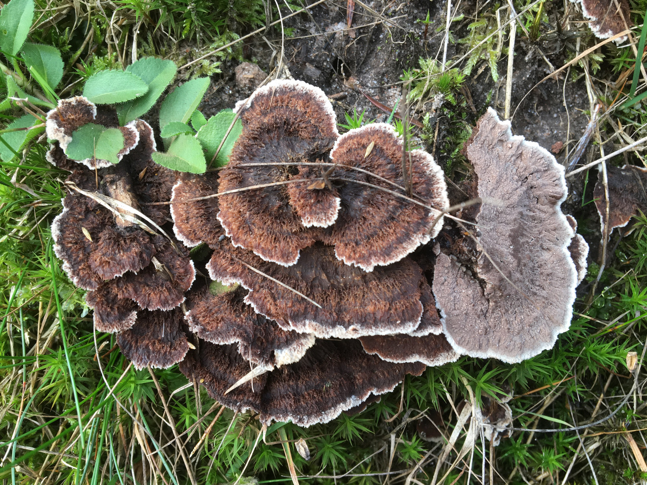 Thelephora terrestris