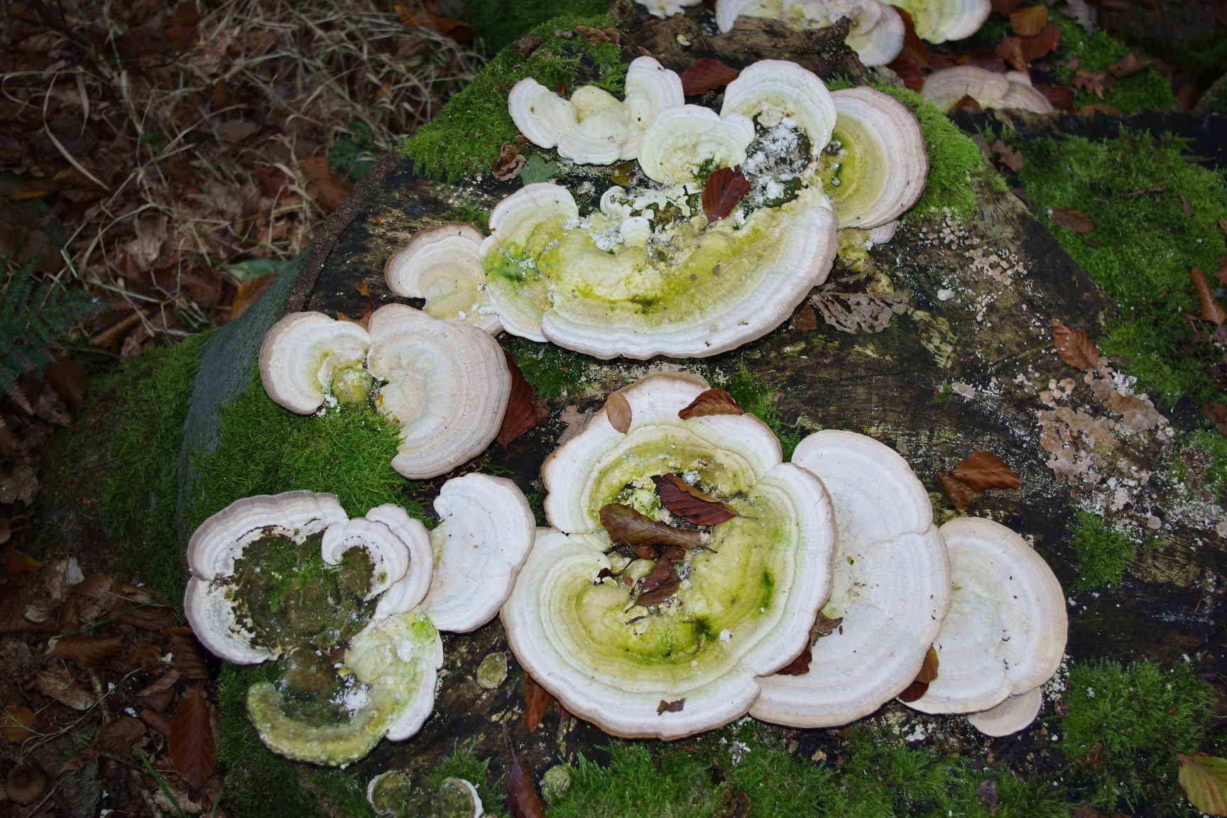 Trametes gibbosa by Christophe Lecuru, Universit&eacute; Lille 2, France