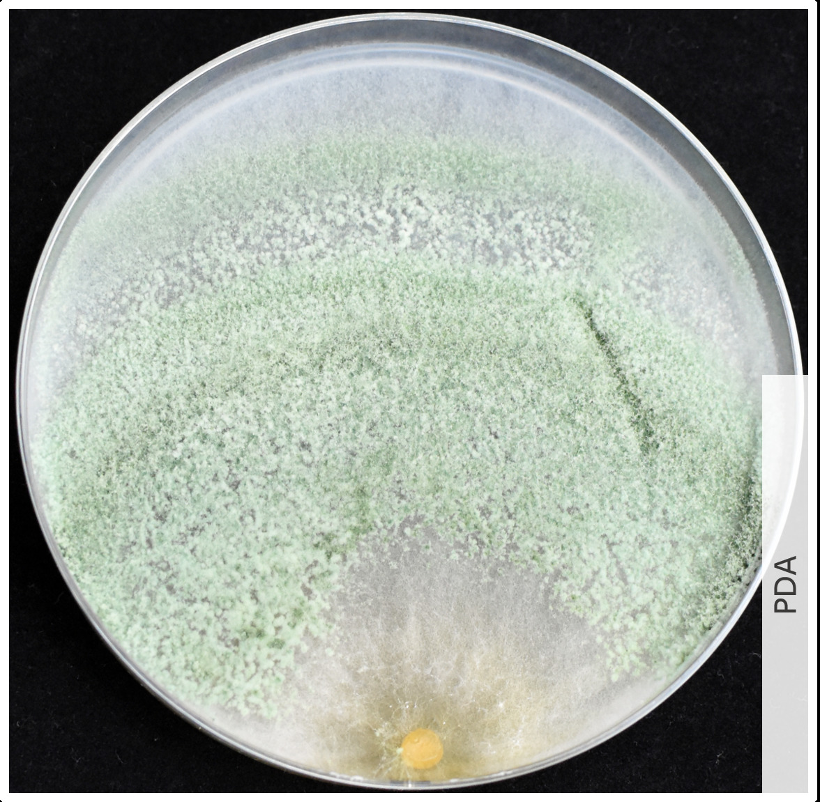 Trichoderma sp. TUCIM 5649