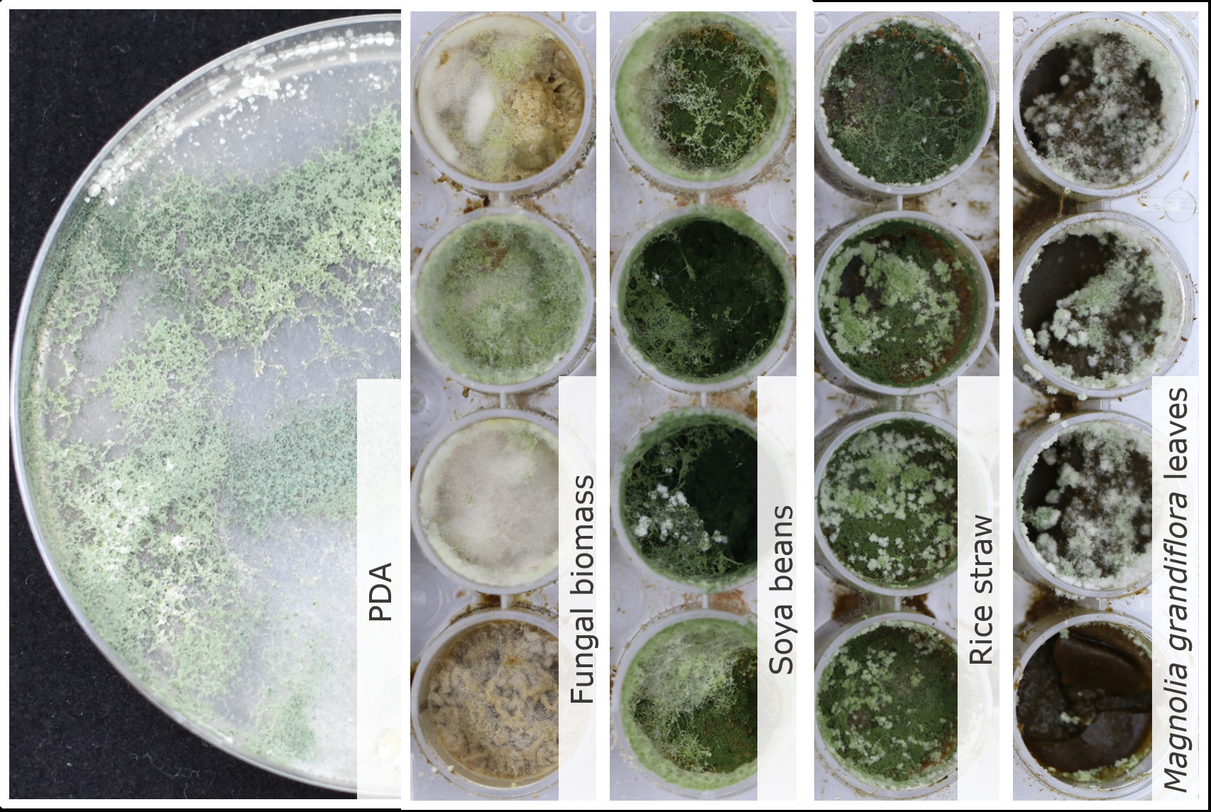 Photo of Trichoderma amazonicum SZMC 28009