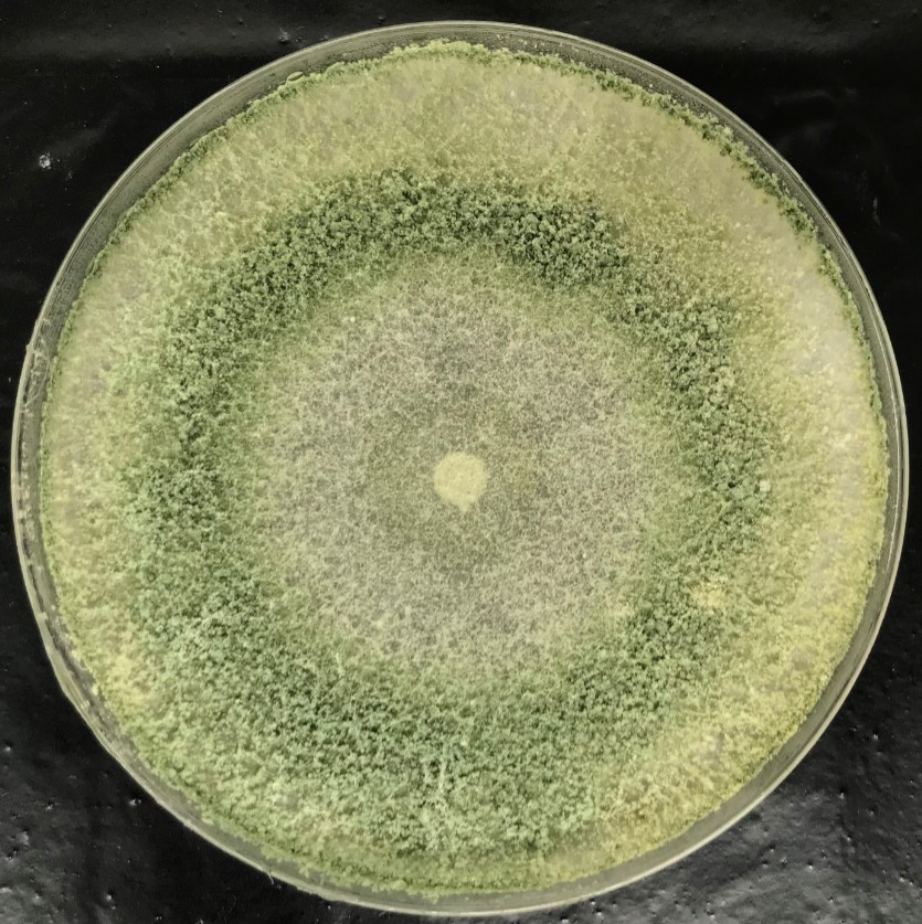 Photo of Trichoderma atroviride SC1 v1.0