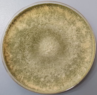 T. atroviride strain P1 grown on PDA (25° C,  5 days).