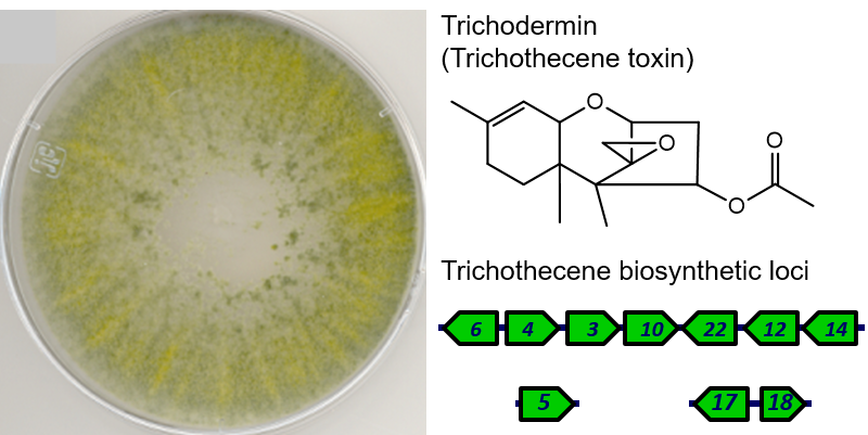 Photo of Trichoderma brevicompactum IBT40841