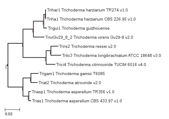 Photo of Trichoderma guizhouense NJAU 4742