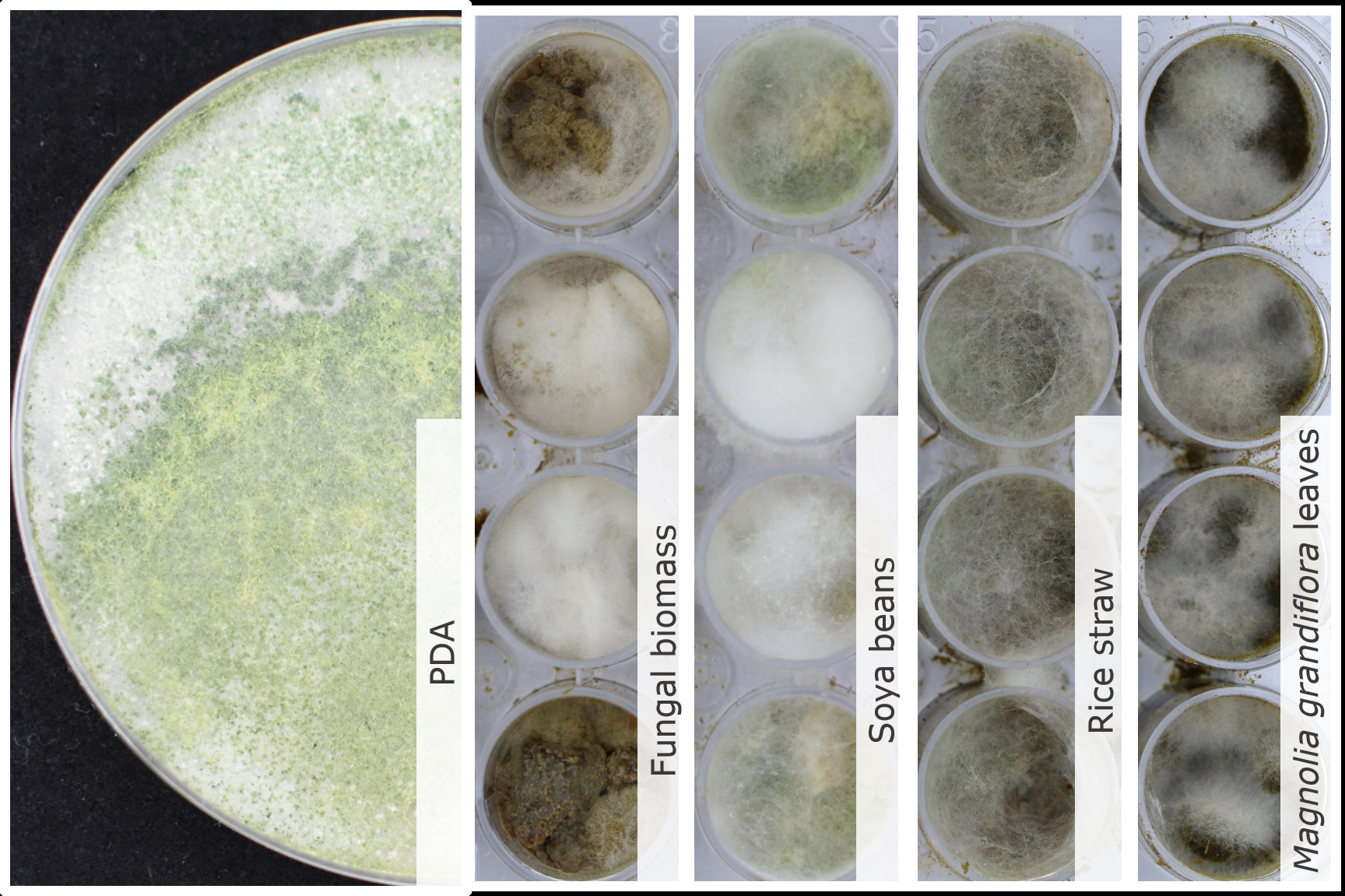 Photo of Trichoderma inhamatum CBS 273.78 v1.0