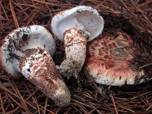 Tricholoma matsutake
