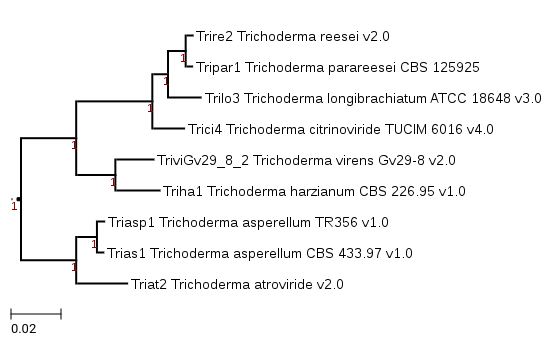 Photo of Trichoderma parareesei CBS 125925