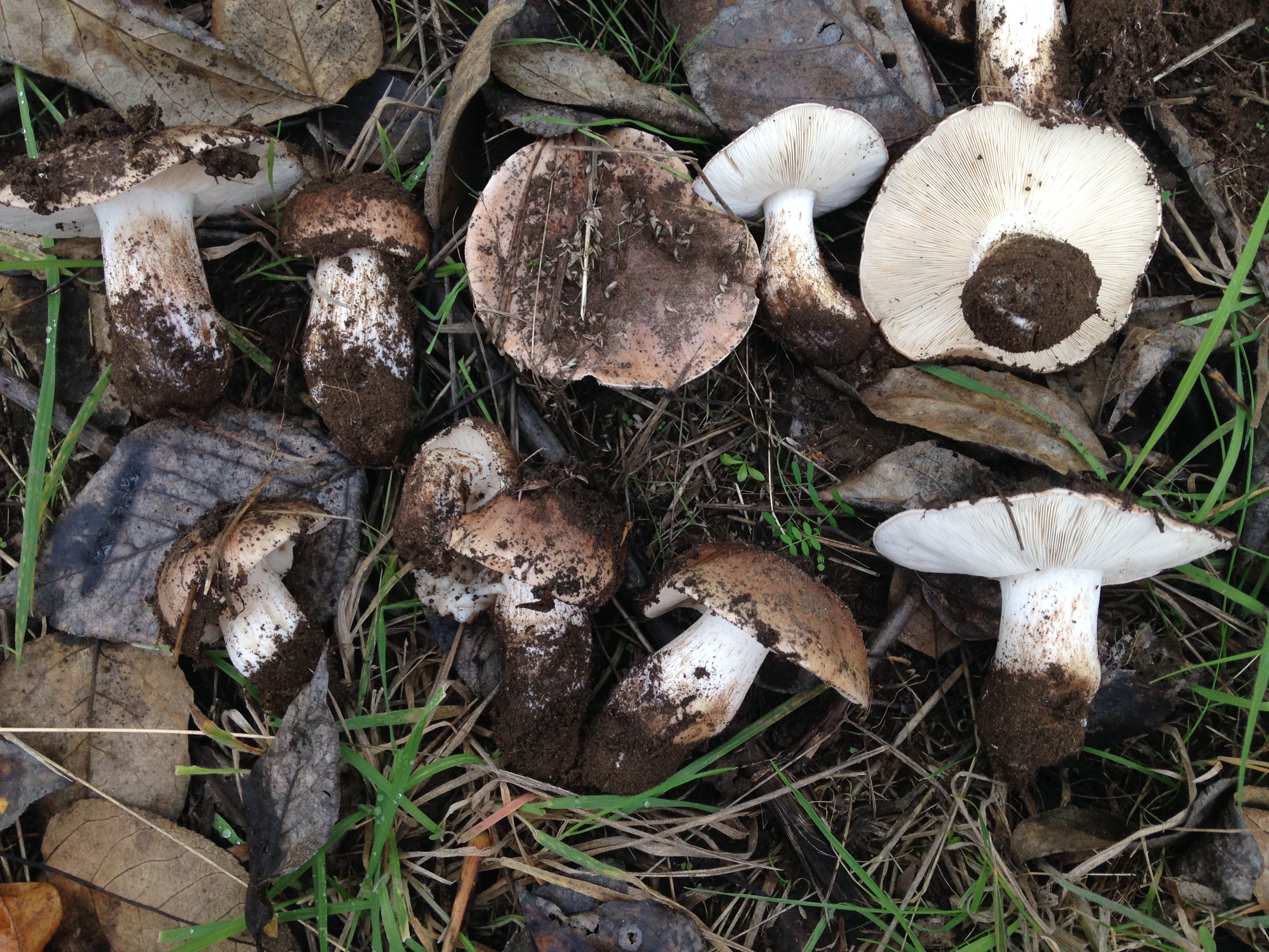 Tricholoma populinum