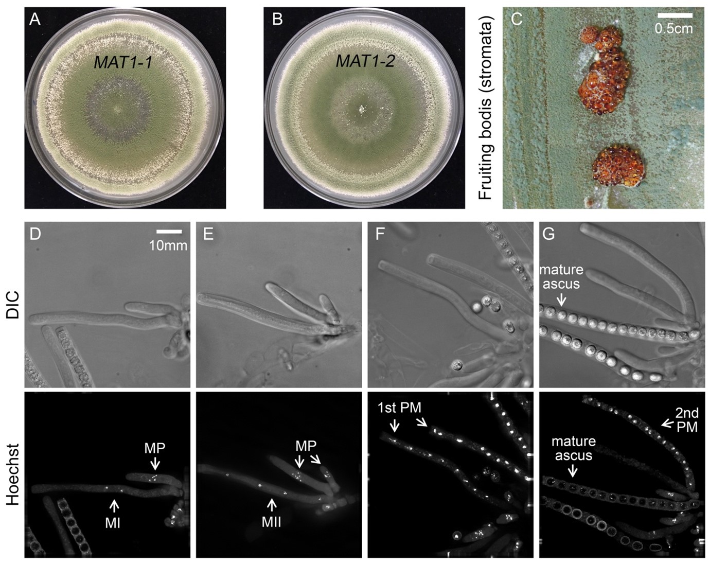 Photo of Trichoderma reesei CBS999.97 MAT1-1