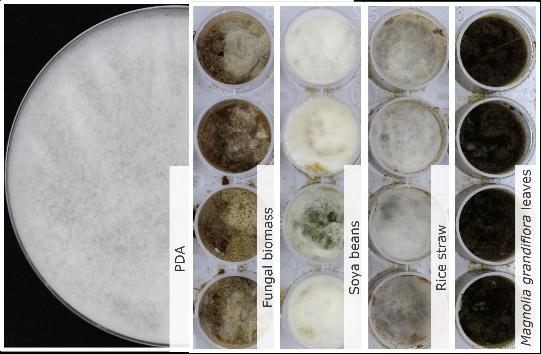 Trichoderma sp. TUCIM 5745 